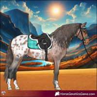 Horse Color:Bay Roan Appaloosa 