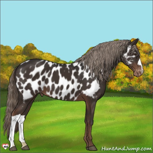 Horse Color:Liver Chestnut Appaloosa 