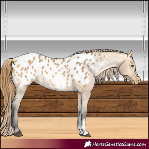 Horse Color:Buckskin Dun Sabino Appaloosa Rabicano 