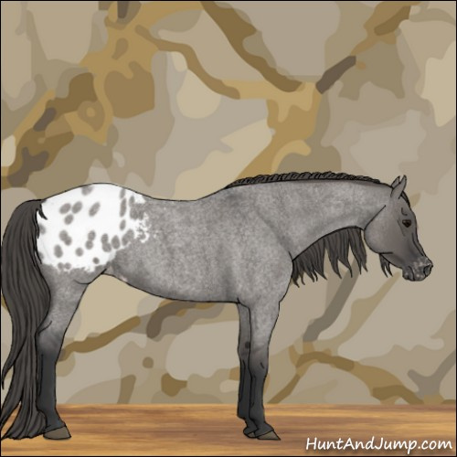 Horse Color:Grullo Roan Appaloosa Rabicano