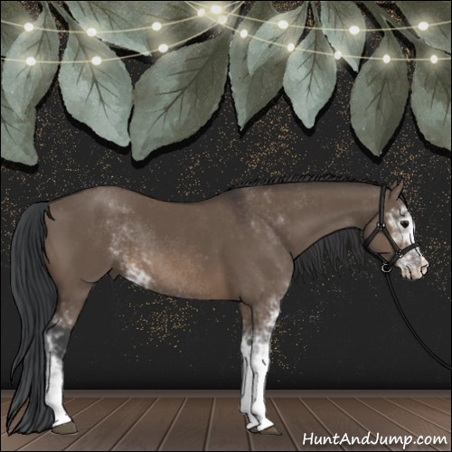 Horse Color:Brown Dun Sabino Rabicano 