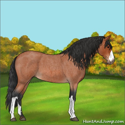 Horse Color:Bay Roan 