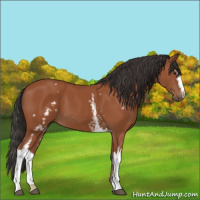 Horse Color:White Spotted Bay 