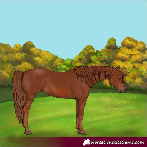 Horse Color:Chestnut 