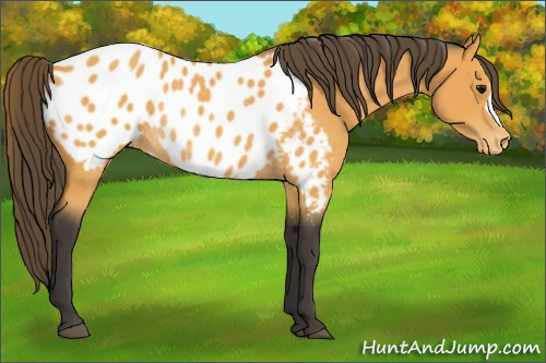 Horse Color:Buckskin Appaloosa Rabicano 