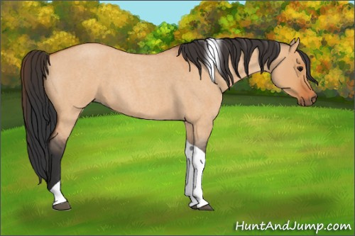 Horse Color:Bay Roan Dun Tobiano