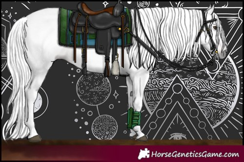 Horse Color:Gray Chestnut 