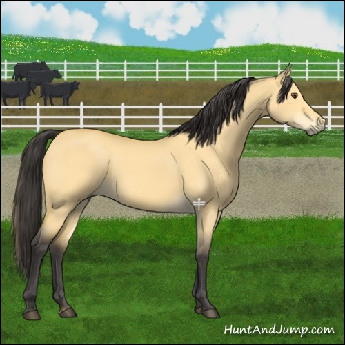 Horse Color:Buckskin Dun 