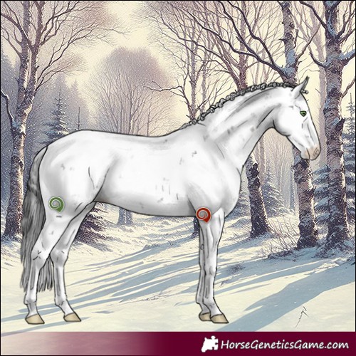 Horse Color:Grullo Sabino Rabicano 