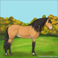 Horse Color:Buckskin