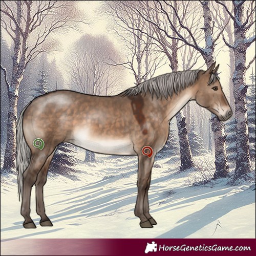Horse Color:Silver Brown Dun 