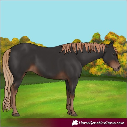 Horse Color:Liver Chestnut 