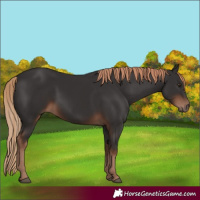 Horse Color:Liver Chestnut 