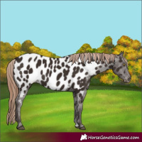 Horse Color:Liver Chestnut Near Leopard 