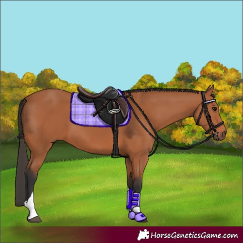 Horse Color:Bay Tobiano