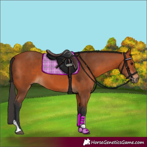 Horse Color:Bay Tobiano 