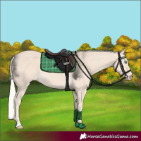 Horse Color:Cremello