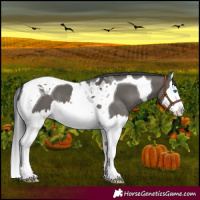 Horse Color:Grullo Splash Tobiano 