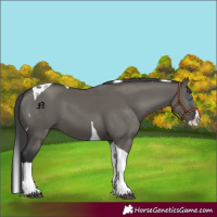 Horse Color:Grullo Splash Tobiano