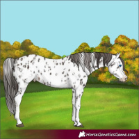 Horse Color:Liver Chestnut Sabino Splash Near Leopard  and Liver Chestnut Sabino Splash Near Leopard 