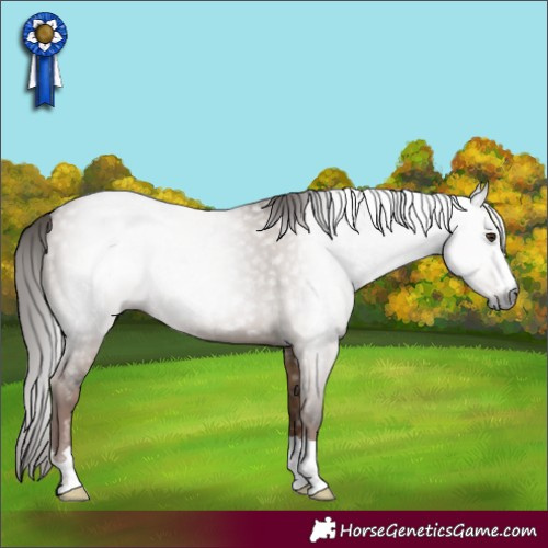 Horse Color:Gray Liver Red Dun 