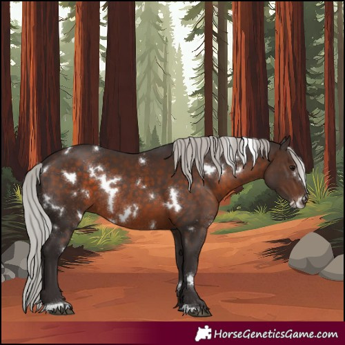Horse Color:White Spotted Silver Brown Rabicano