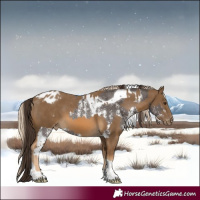 Horse Color:Liver Chestnut Sabino Tobiano Blanket Rabicano  and Chocolate Palomino Tobiano Blanket 