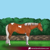 Horse Color:Silver Bay Tobiano 