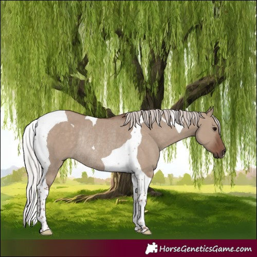 Horse Color:Silver Grullo Tobiano Rabicano