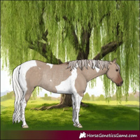 Horse Color:Silver Grullo Tobiano Rabicano 