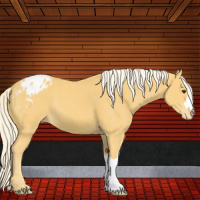 Horse Color:Palomino Appaloosa