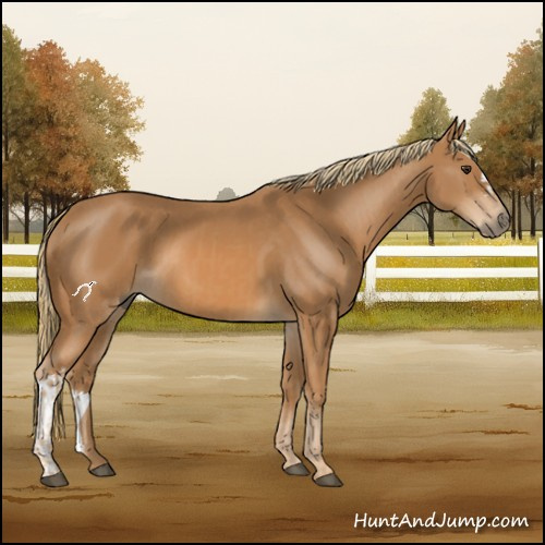 Horse Color:Chestnut  and Chestnut 