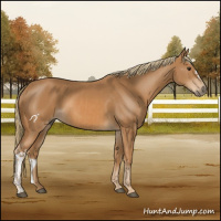 Horse Color:Chestnut  and Chestnut 
