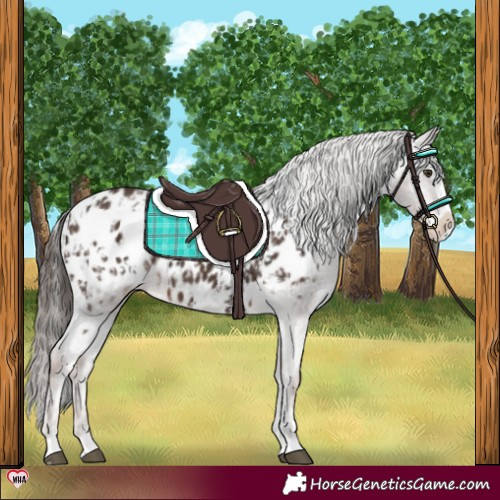 Horse Color:Liver Chestnut Sabino Splash Appaloosa and Liver Chestnut Sabino Splash Appaloosa