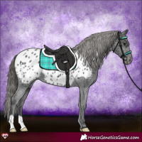 Horse Color:Black Appaloosa