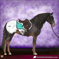 Horse Color:Liver Chestnut Snowcap 