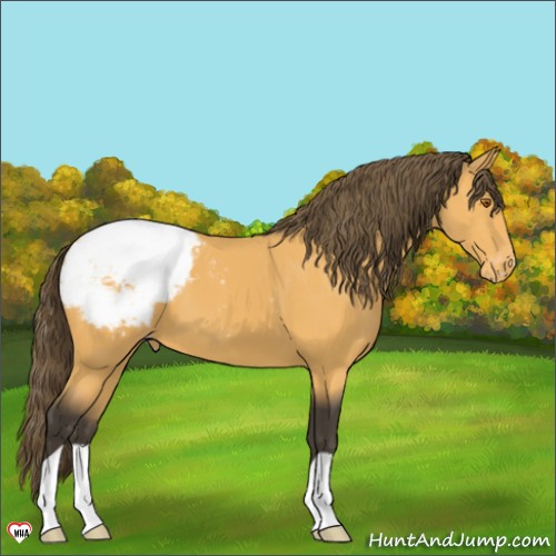 Horse Color:Buckskin Appaloosa 