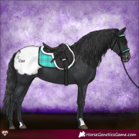Horse Color:Black Appaloosa 