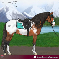 Horse Color:Bay Snowcap 