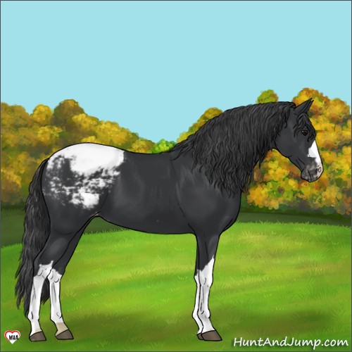 Horse Color:Black Appaloosa 