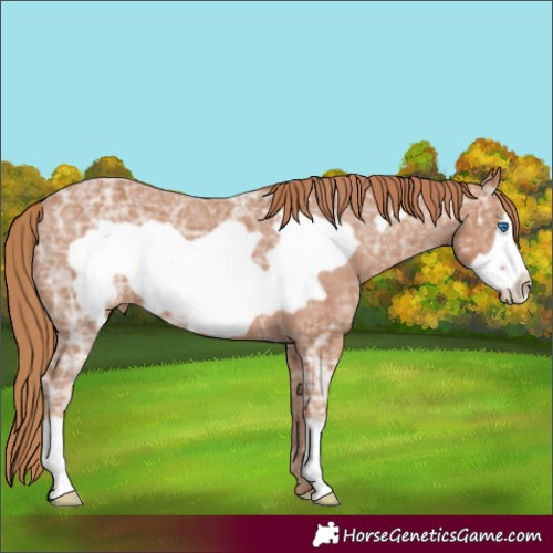 Horse Color:Chestnut Ice Frame Appaloosa 