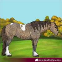 Horse Color:Buckskin Ice Tobiano 