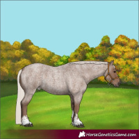 Horse Color:Silver Blue Roan Sabino