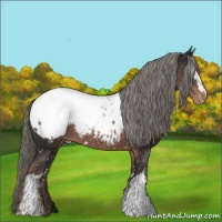 Horse Color:White Spotted Liver Chestnut Mushroom Appaloosa 