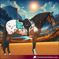 Horse Color:Bay Appaloosa 