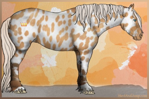 Horse Color:Silver Sable Cream Champagne Roan Appaloosa 