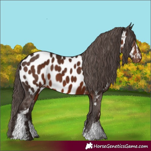 Horse Color:White Spotted Liver Chestnut Appaloosa 