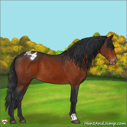 Horse Color:Brown Appaloosa 