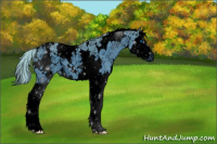 Horse Color:ERROR: UNKNOWN ANOMALY