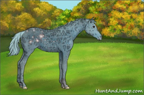 Horse Color:ERROR: UNKNOWN ANOMALY